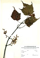 藏品(尖葉槭)的圖片
